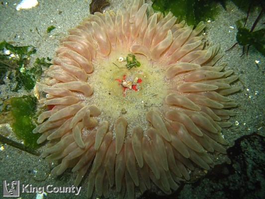 Photo of Urticina coriacea